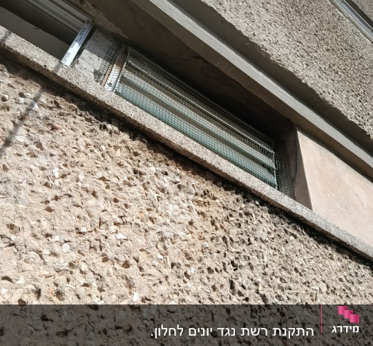 קיר חיצוני עם רשת למניעת יונים